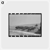 アートポストカード-Walla Walla Wheat Field
 - ラッセル リー Postcard.