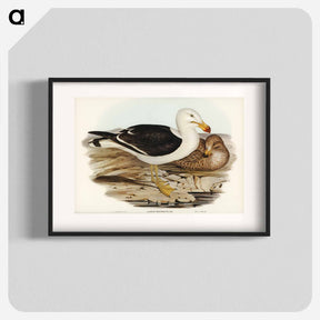 アートポスター-Pacific Gull
 - オーストラリアの鳥 Poster.
