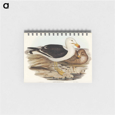 アートメモ帳-Pacific Gull
 - オーストラリアの鳥 Memo.
