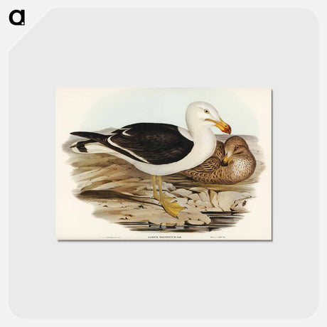 アートポストカード-Pacific Gull
 - オーストラリアの鳥 Postcard.