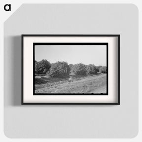 アートポスター-Citrus Grove Irrigation Near San Juan, Texas
 - ラッセル リー Poster.