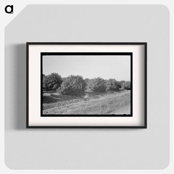 Citrus Grove Irrigation Near San Juan, Texas
 - ラッセル リー Poster.