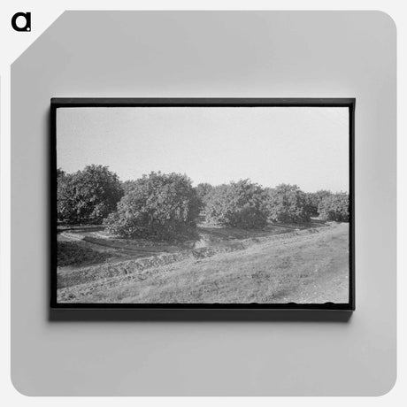 アートパネル-Citrus Grove Irrigation Near San Juan, Texas
 - ラッセル リー Canvas.