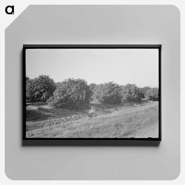 アートパネル-Citrus Grove Irrigation Near San Juan, Texas
 - ラッセル リー Canvas.
