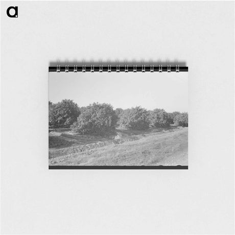 アートメモ帳-Citrus Grove Irrigation Near San Juan, Texas
 - ラッセル リー Memo.