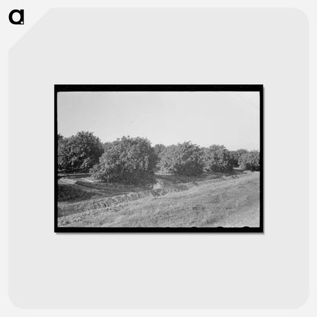 アートポストカード-Citrus Grove Irrigation Near San Juan, Texas
 - ラッセル リー Postcard.