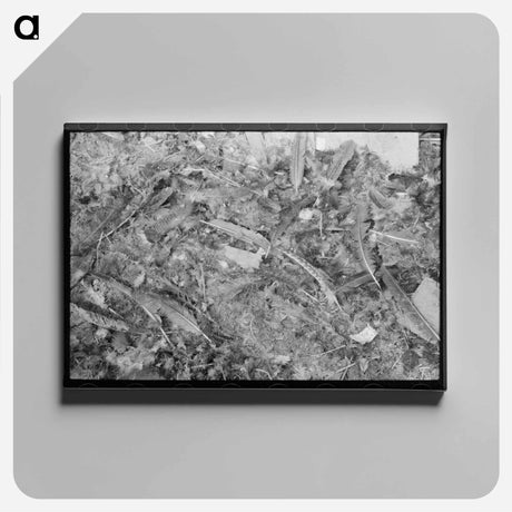 アートパネル-Turkey Feathers at Brownwood Cooperative
 - ラッセル リー Canvas.