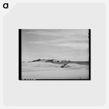 アートポストカード-Wheat Fields, Nez Perce County, Idaho
 - ラッセル リー Postcard.