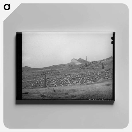 アートパネル-Sheep on Mountainside, San Juan County, Colorado
 - ラッセル リー Canvas.