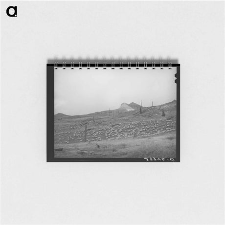 アートメモ帳-Sheep on Mountainside, San Juan County, Colorado
 - ラッセル リー Memo.