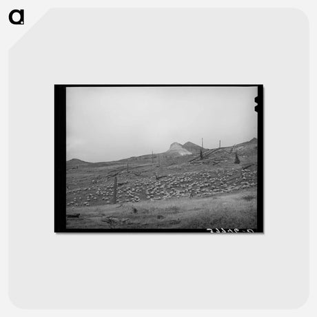 アートポストカード-Sheep on Mountainside, San Juan County, Colorado
 - ラッセル リー Postcard.