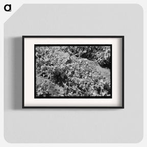 アートポスター-Pea Vines, Nampa, Idaho
 - ラッセル リー Poster.
