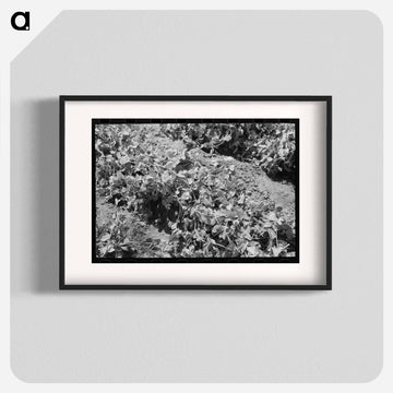 Pea Vines, Nampa, Idaho
 - ラッセル リー Poster.