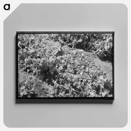 アートパネル-Pea Vines, Nampa, Idaho
 - ラッセル リー Canvas.