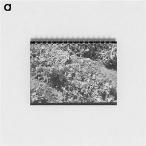 アートメモ帳-Pea Vines, Nampa, Idaho
 - ラッセル リー Memo.