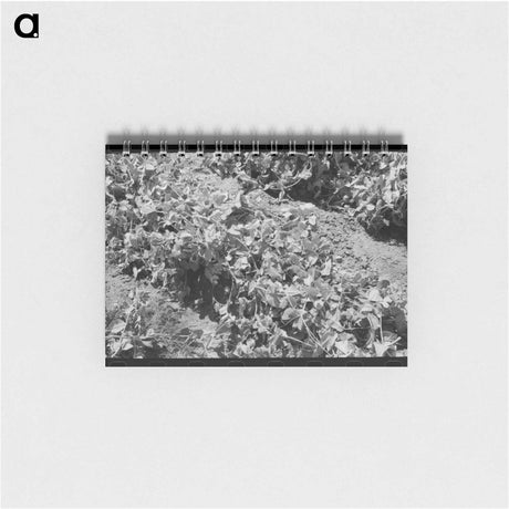 アートメモ帳-Pea Vines, Nampa, Idaho
 - ラッセル リー Memo.