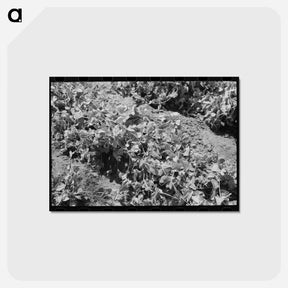 アートポストカード-Pea Vines, Nampa, Idaho
 - ラッセル リー Postcard.