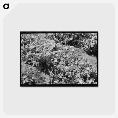 アートポストカード-Pea Vines, Nampa, Idaho
 - ラッセル リー Postcard.