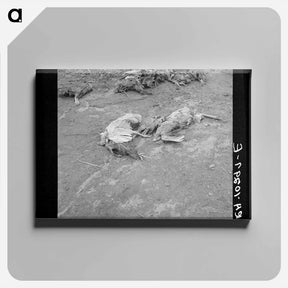 アートパネル-Drowned Chickens, Posey County, Indiana
 - ラッセル リー Canvas.