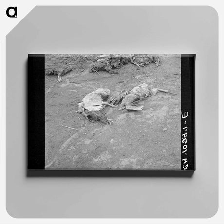 アートパネル-Drowned Chickens, Posey County, Indiana
 - ラッセル リー Canvas.