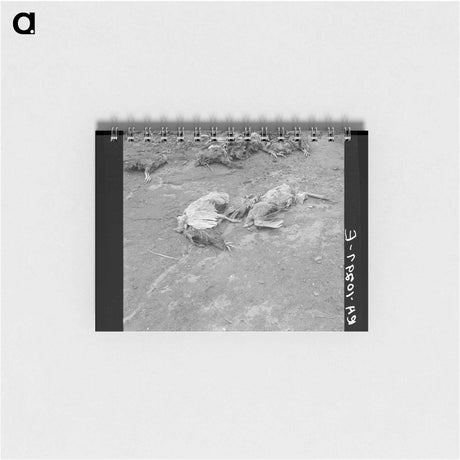 アートメモ帳-Drowned Chickens, Posey County, Indiana
 - ラッセル リー Memo.