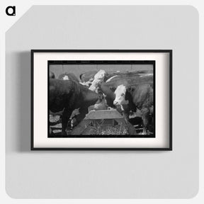 アートポスター-Yearling Steers at Salt Trough, Cruzen Ranch
 - ラッセル リー Poster.