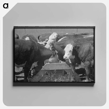 アートパネル-Yearling Steers at Salt Trough, Cruzen Ranch
 - ラッセル リー Canvas.