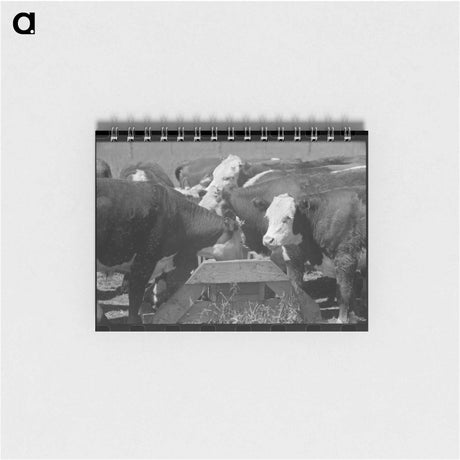 アートメモ帳-Yearling Steers at Salt Trough, Cruzen Ranch
 - ラッセル リー Memo.