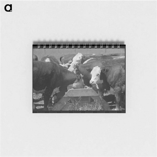 アートメモ帳-Yearling Steers at Salt Trough, Cruzen Ranch
 - ラッセル リー Memo.