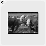 アートポストカード-Yearling Steers at Salt Trough, Cruzen Ranch
 - ラッセル リー Postcard.