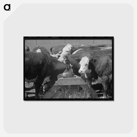 アートポストカード-Yearling Steers at Salt Trough, Cruzen Ranch
 - ラッセル リー Postcard.