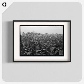 アートポスター-Field of Flowering Tobacco near Berlin, Connecticut
 - ラッセル リー Poster.