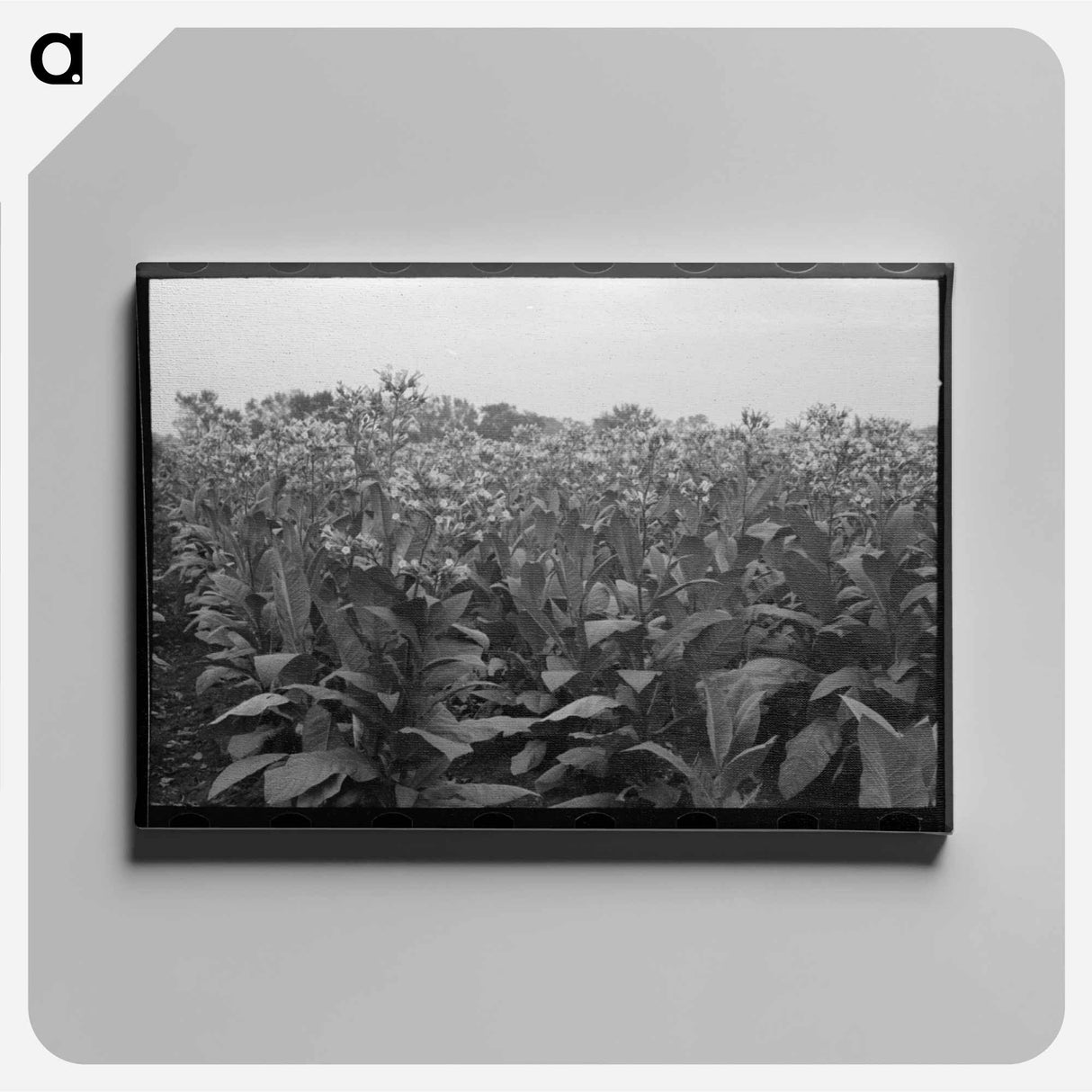 アートパネル-Field of Flowering Tobacco near Berlin, Connecticut
 - ラッセル リー Canvas.