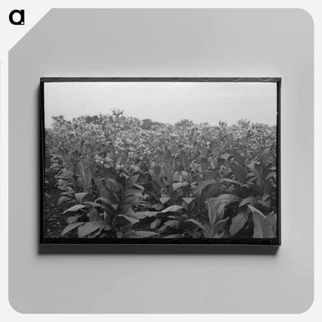 アートパネル-Field of Flowering Tobacco near Berlin, Connecticut
 - ラッセル リー Canvas.
