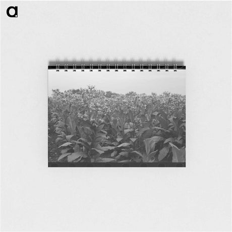 アートメモ帳-Field of Flowering Tobacco near Berlin, Connecticut
 - ラッセル リー Memo.