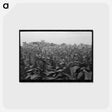 アートポストカード-Field of Flowering Tobacco near Berlin, Connecticut
 - ラッセル リー Postcard.