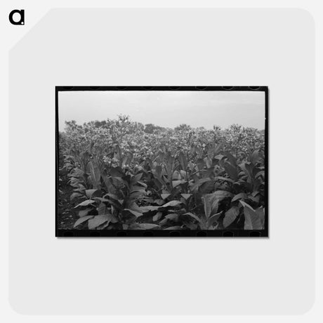 アートポストカード-Field of Flowering Tobacco near Berlin, Connecticut
 - ラッセル リー Postcard.
