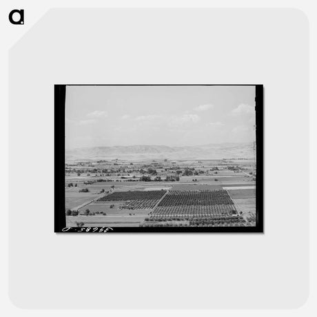 アートポストカード-Cherry Orchards near Emmett, Gem County, Idaho
 - ラッセル リー Postcard.
