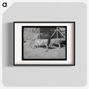 アートポスター-Cows Eating Hay on Mormon Farmer's Place
 - ラッセル リー Poster.