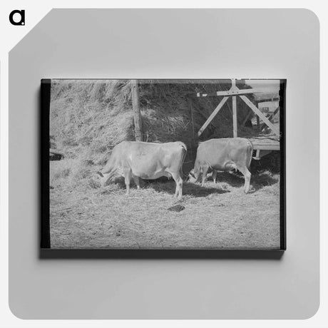 アートパネル-Cows Eating Hay on Mormon Farmer's Place
 - ラッセル リー Canvas.