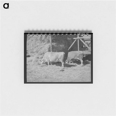 アートメモ帳-Cows Eating Hay on Mormon Farmer's Place
 - ラッセル リー Memo.