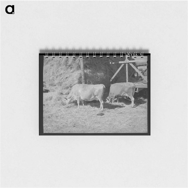 アートメモ帳-Cows Eating Hay on Mormon Farmer's Place
 - ラッセル リー Memo.