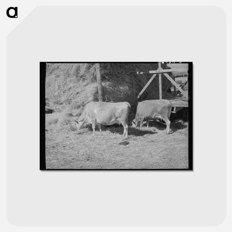 アートポストカード-Cows Eating Hay on Mormon Farmer's Place
 - ラッセル リー Postcard.