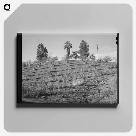 アートパネル-Orchard in Placer County
 - ラッセル リー Canvas.
