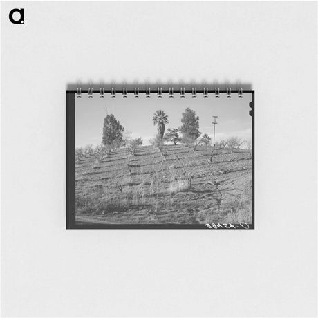 アートメモ帳-Orchard in Placer County
 - ラッセル リー Memo.