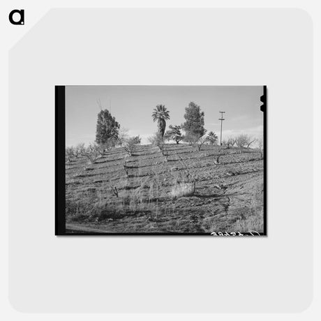 アートポストカード-Orchard in Placer County
 - ラッセル リー Postcard.