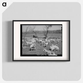 アートポスター-Freshly Sheared Goats, Kimble County, Texas
 - ラッセル リー Poster.