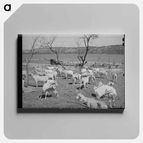 アートパネル-Freshly Sheared Goats, Kimble County, Texas
 - ラッセル リー Canvas.