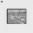 アートメモ帳-Freshly Sheared Goats, Kimble County, Texas
 - ラッセル リー Memo.