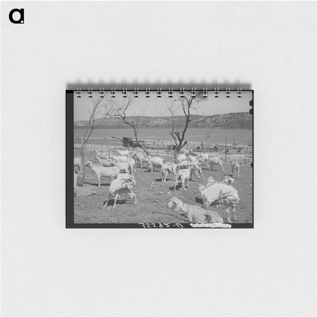 アートメモ帳-Freshly Sheared Goats, Kimble County, Texas
 - ラッセル リー Memo.